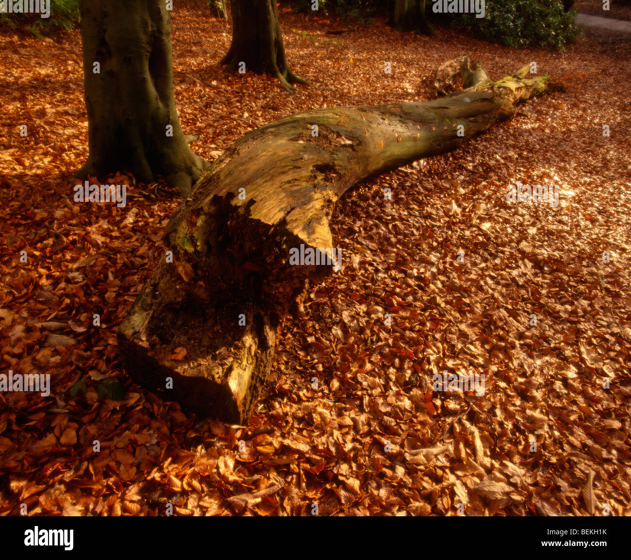 Interessante Wurzeln, Wald, UK Stockfoto