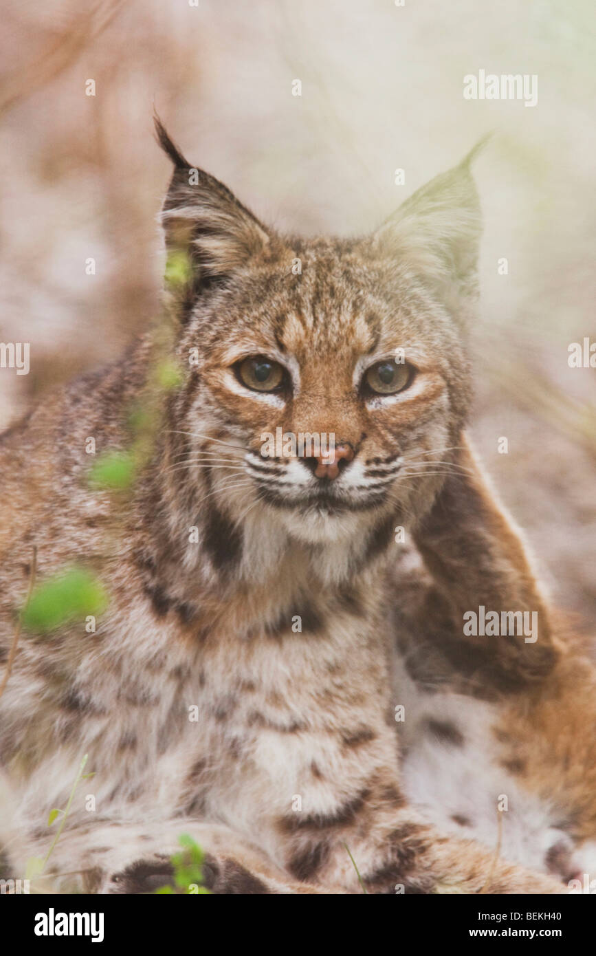 Bobcat (Felis Rufus), Erwachsene, Sinton, Fronleichnam, Coastal Bend, Texas, USA Stockfoto