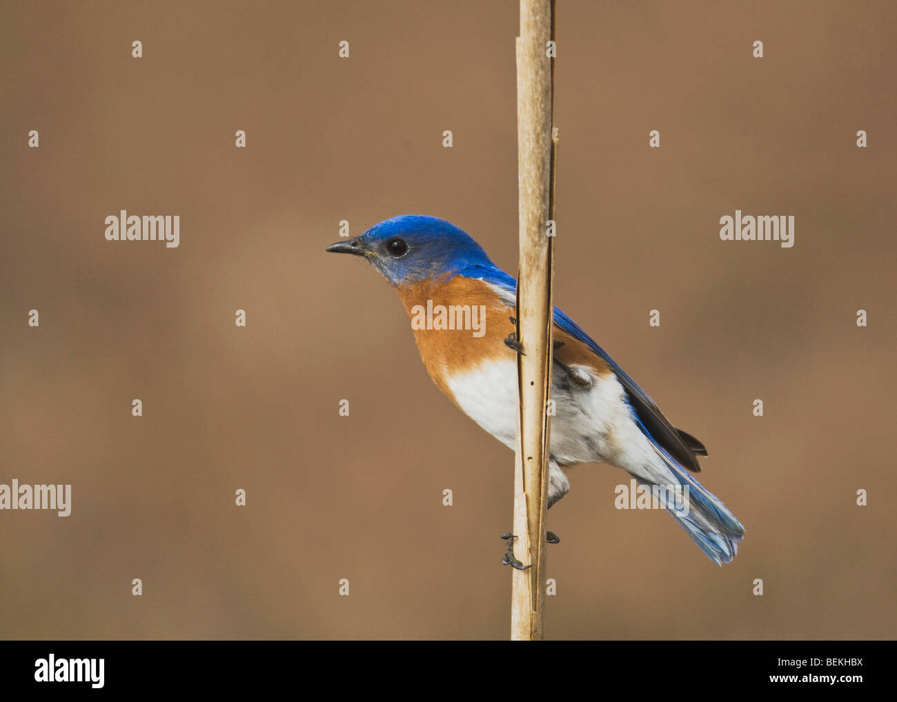 Östlichen Bluebird (Sialia Sialis), männliche thront auf Reed Sinton, Fronleichnam, Coastal Bend, Texas, USA Stockfoto
