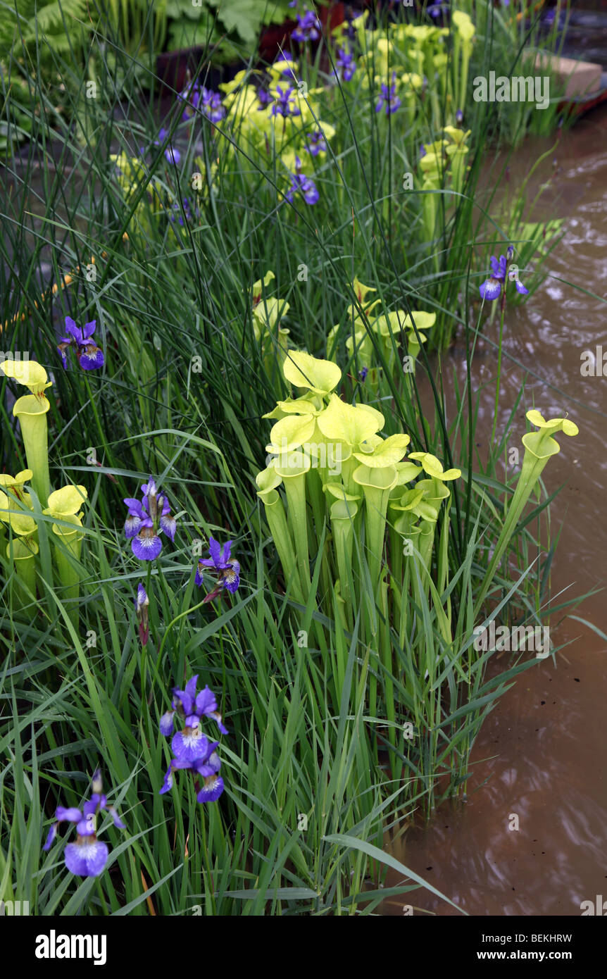 Sarracenia Flava, gelbe Schlauchpflanze, fleischfressende Pflanze Stockfoto