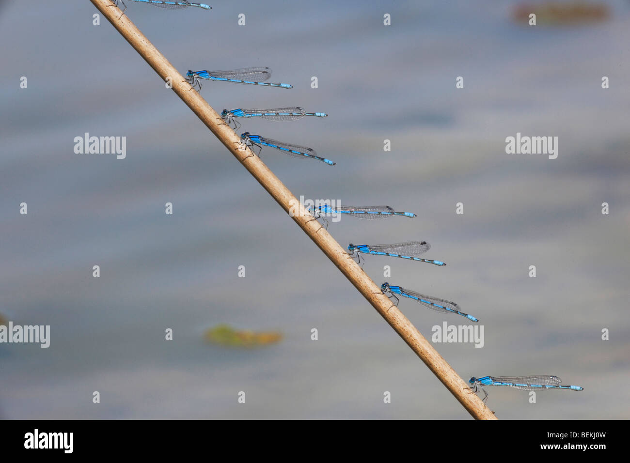 Vertraute Bluet (Enallagma Civile), Männchen thront, Sinton, Fronleichnam, Coastal Bend, Texas, USA Stockfoto