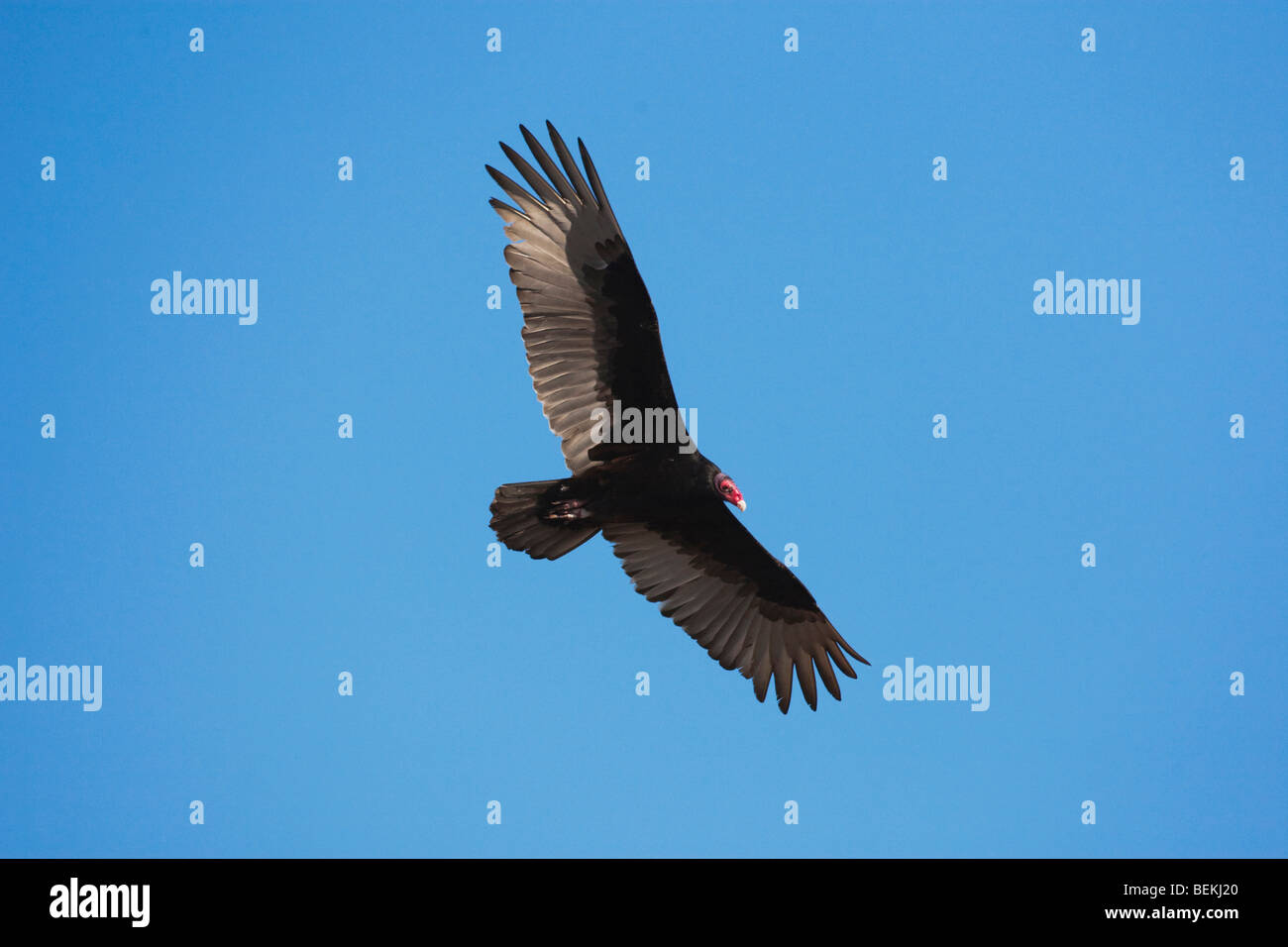 Türkei Vulture (Cathartes Aura), Erwachsene im Flug, Sinton, Fronleichnam, Coastal Bend, Texas, USA Stockfoto