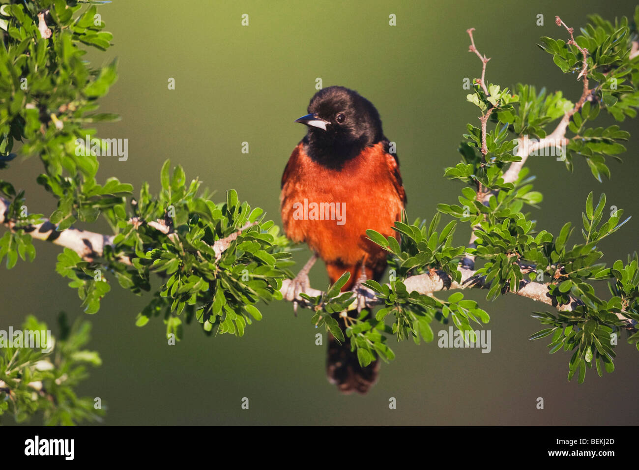 Sinton, Fronleichnam, Coastal Bend, Obstgarten Oriole (Ikterus Spurius), Männlich, Küste von Texas, USA Stockfoto