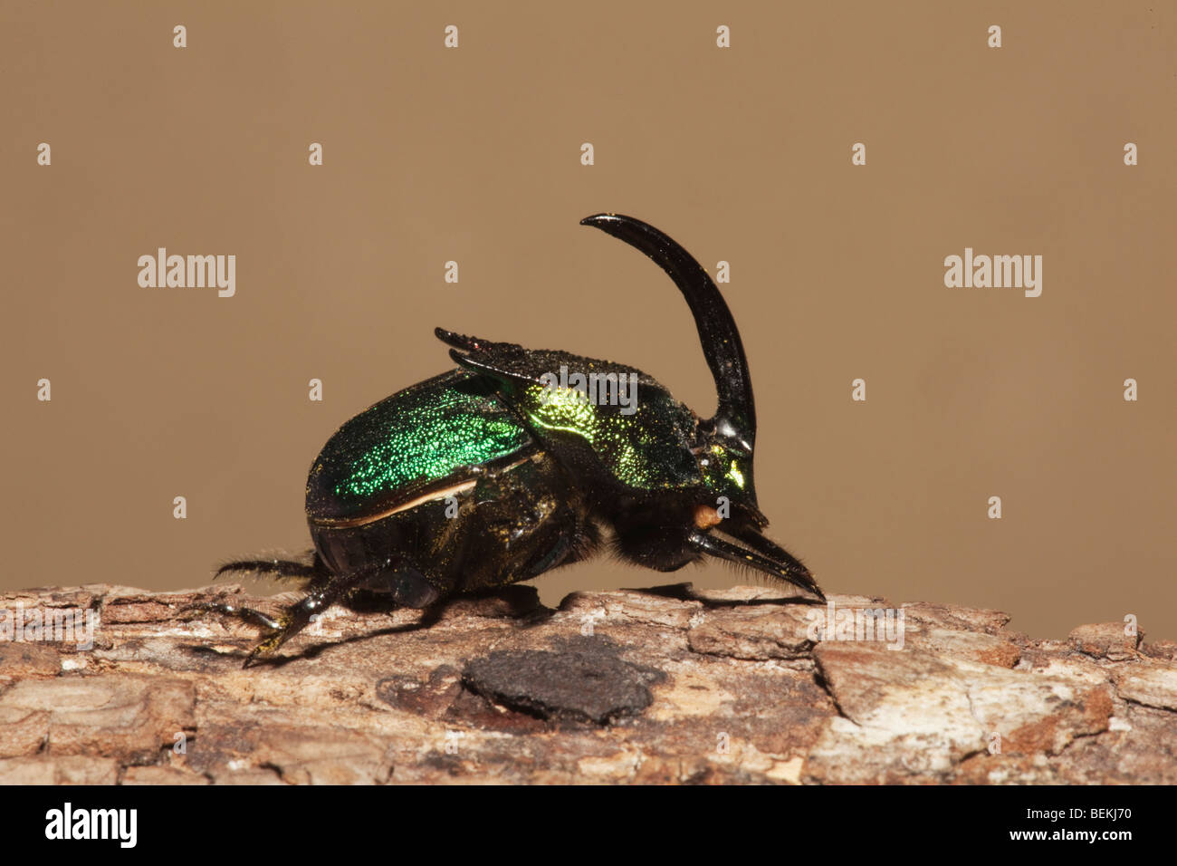 Regenbogen Skarabäus (Phanaeus Vindex), Männchen, Sinton, Fronleichnam, Coastal Bend, Texas, USA Stockfoto