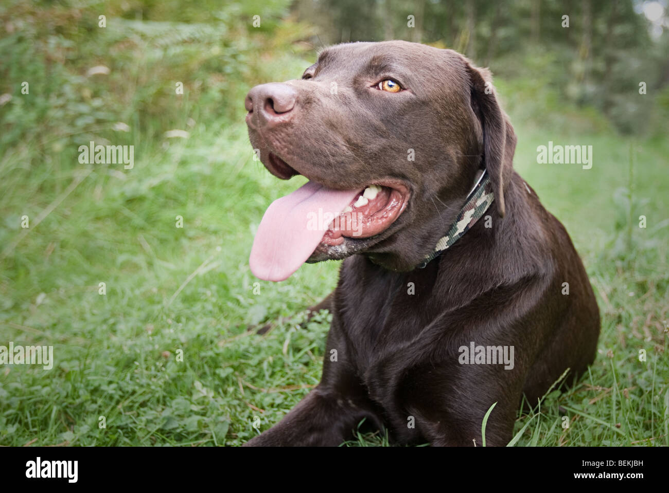 Schuss von einem Chocolate Labrador liegend auf einem Spaziergang in der Natur Stockfoto