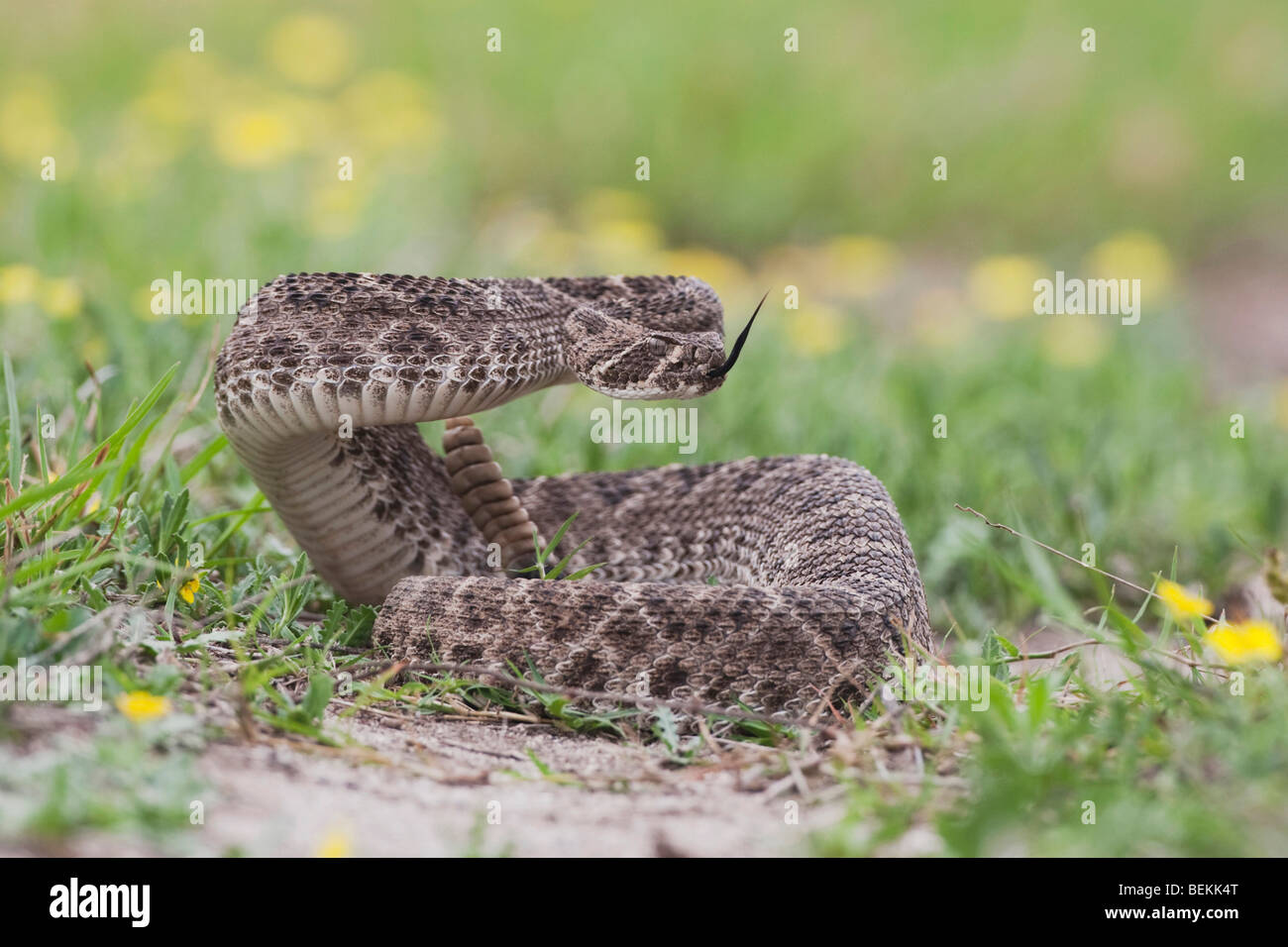 Western Diamondback Klapperschlange (Crotalus Atrox), Erwachsene in der Verteidigung Haltung, Sinton, Fronleichnam, Coastal Bend, Texas, USA Stockfoto