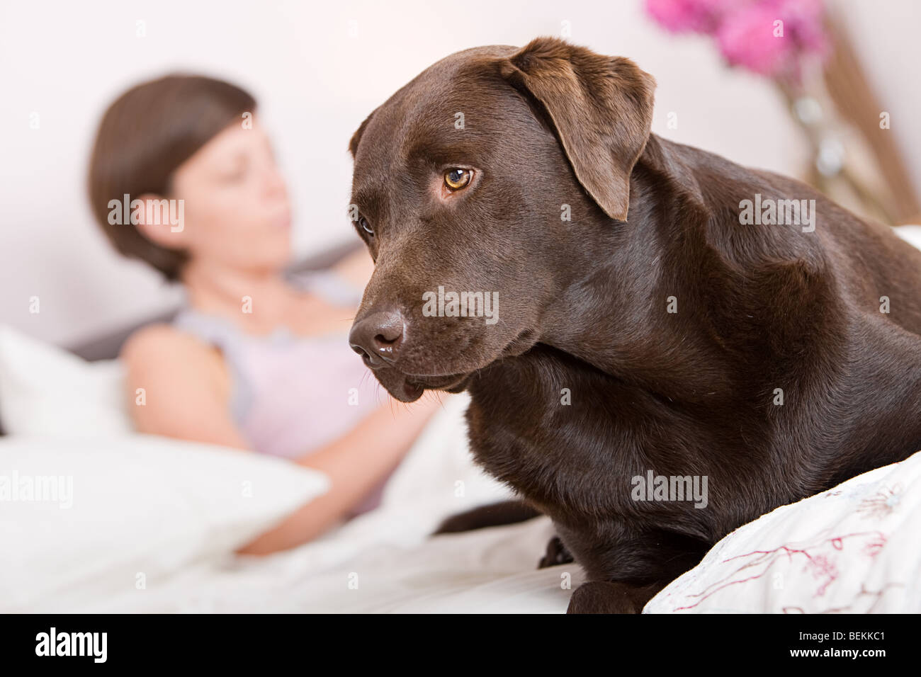 Aufnahme einer schönen Labrador-Warnung im Bett des Besitzers Stockfoto