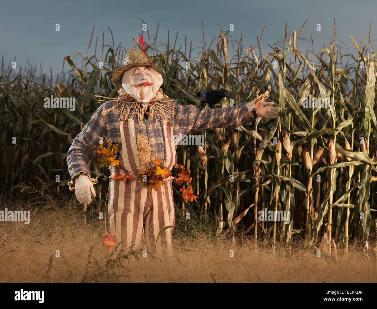 Vogelscheuche Charakter in einem Maisfeld im Herbst Stockfoto