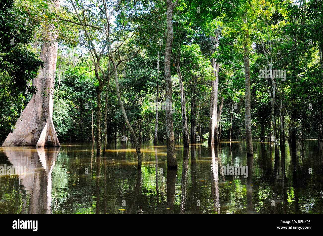 Amazon überschwemmter wald -Fotos und -Bildmaterial in hoher Auflösung –  Alamy