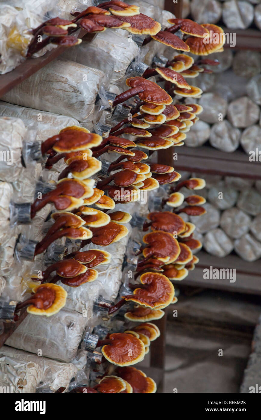 Pilz Pilze, landwirtschaftlichen und kommerziellen Anbau, Malaysia Stockfoto