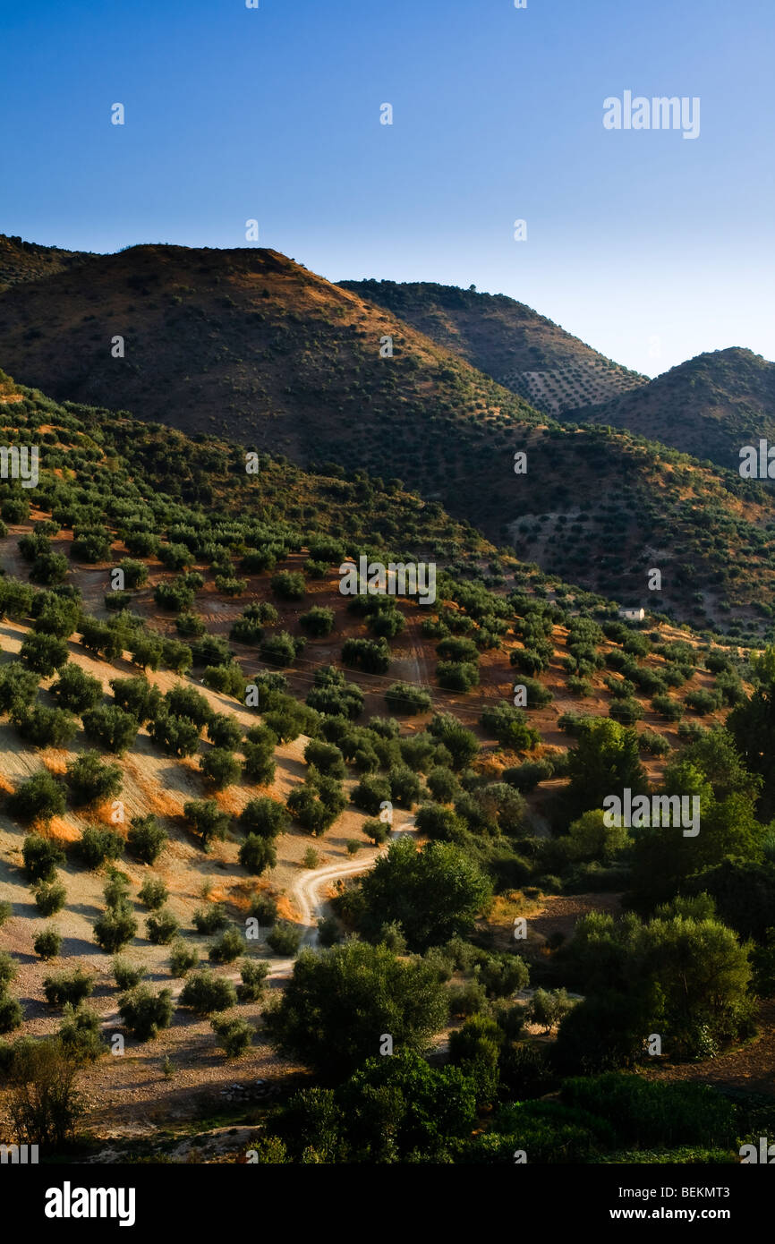 Blick auf die Olivenbäume auf Hügel von Algarinejo, Granada Stockfoto