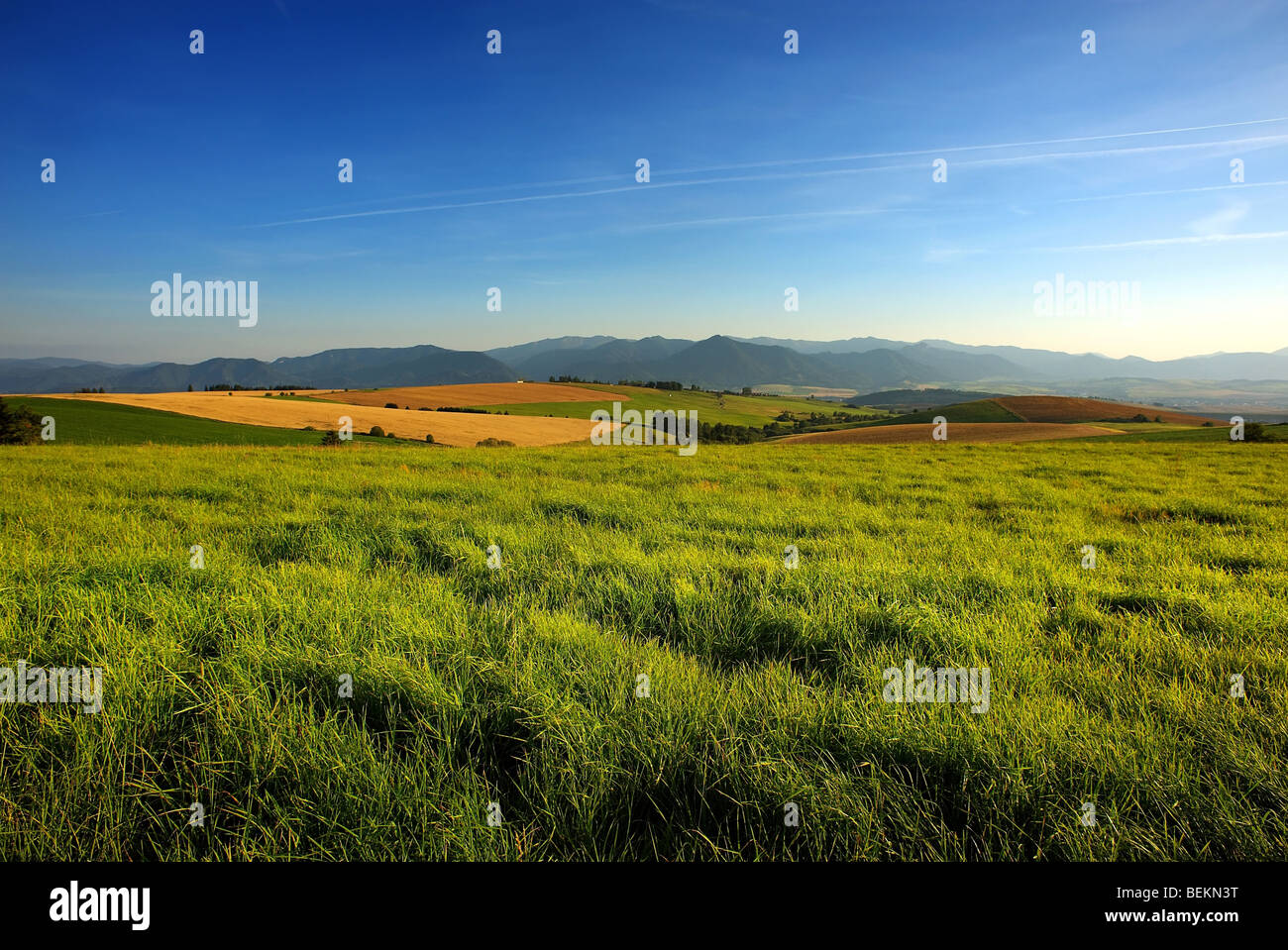 Rasen Sie auf einer Wiese mit Felder, Berge und blauer Himmel Stockfoto