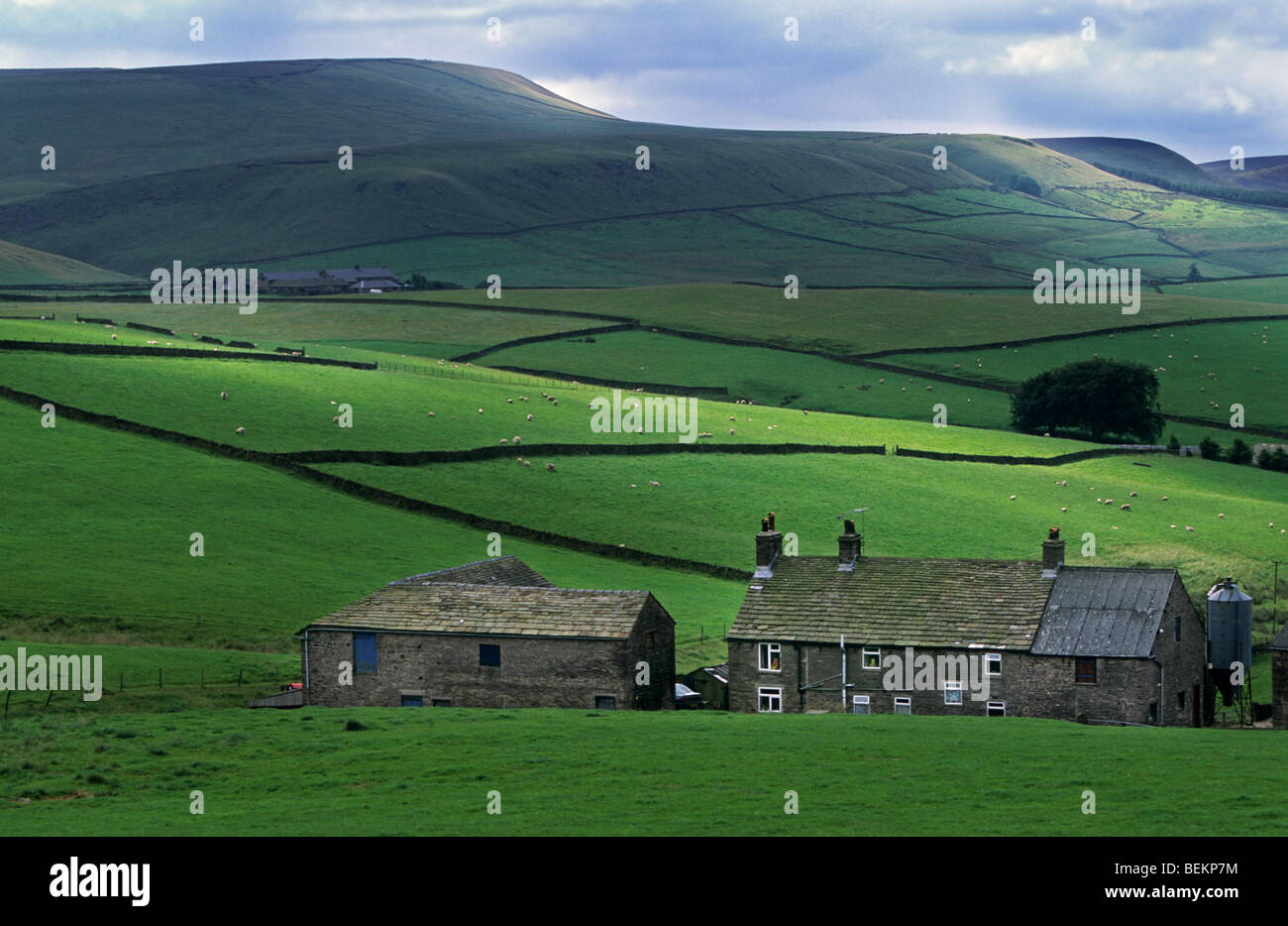 Bauernhaus und Schafe auf der Wiese mit Steinmauern in Yorkshire, England, UK Stockfoto