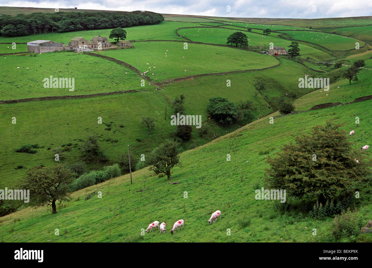 Bauernhaus und Schafe (Ovis Aries) auf Wiese mit Steinmauern in Yorkshire, England, UK Stockfoto