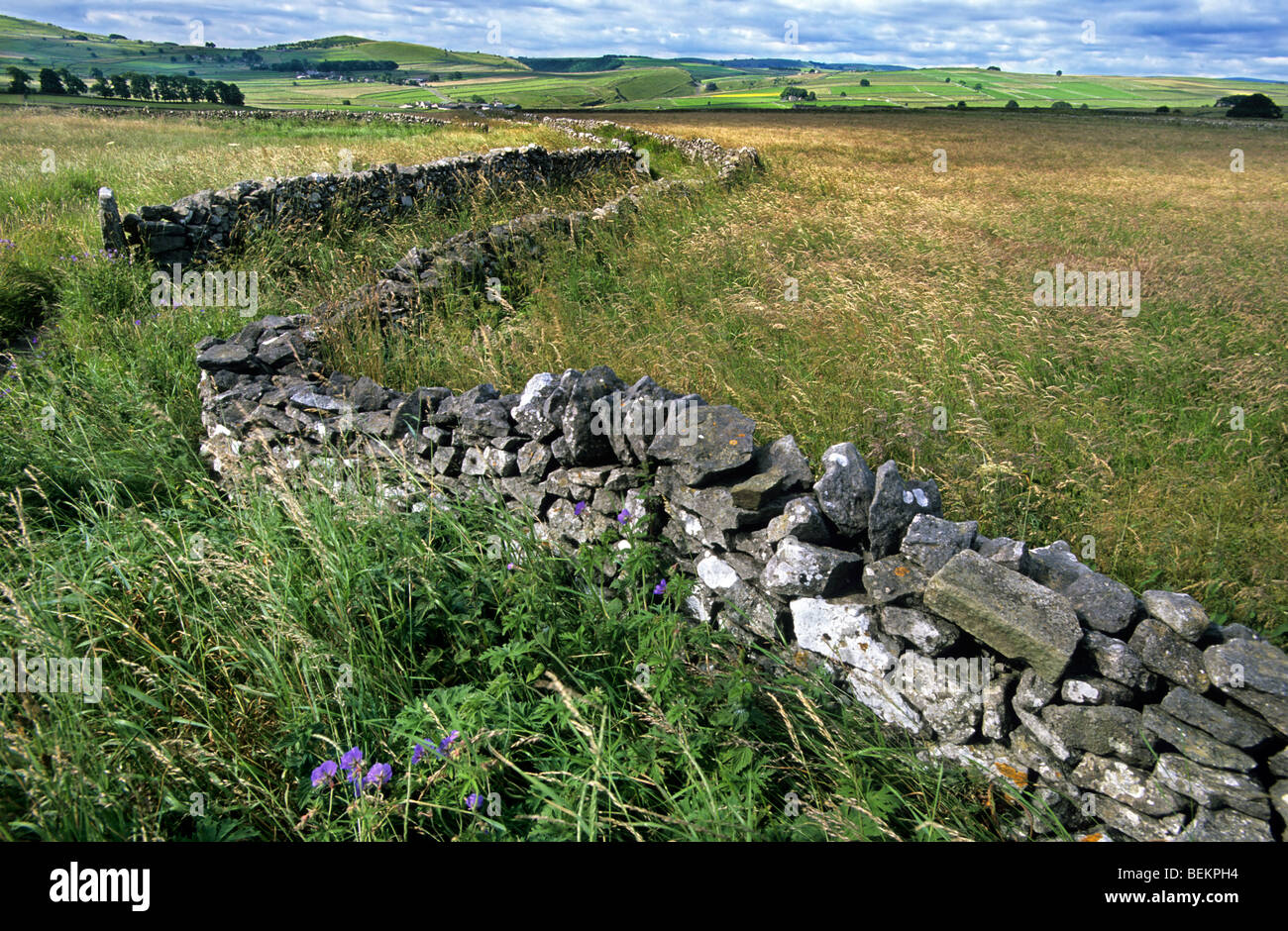 Wiesen mit traditionellen Trockensteinmauern in Yorkshire, England, UK Stockfoto