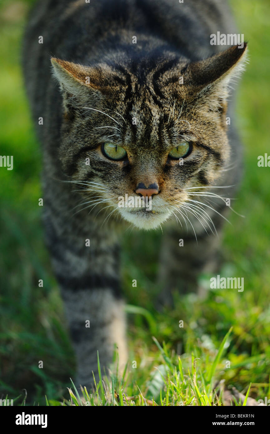 Schottische Wildkatze Stockfoto