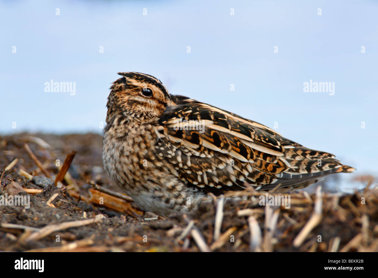 Gemeinsamen Schnepfen Gallinago gallinago Stockfoto