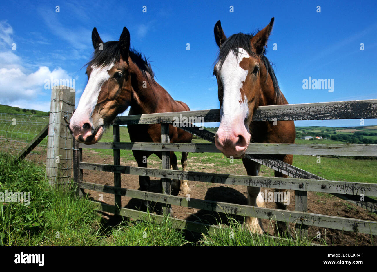 Pferde (Equus Caballus) im Feld, Yorkshire, England, UK Stockfoto