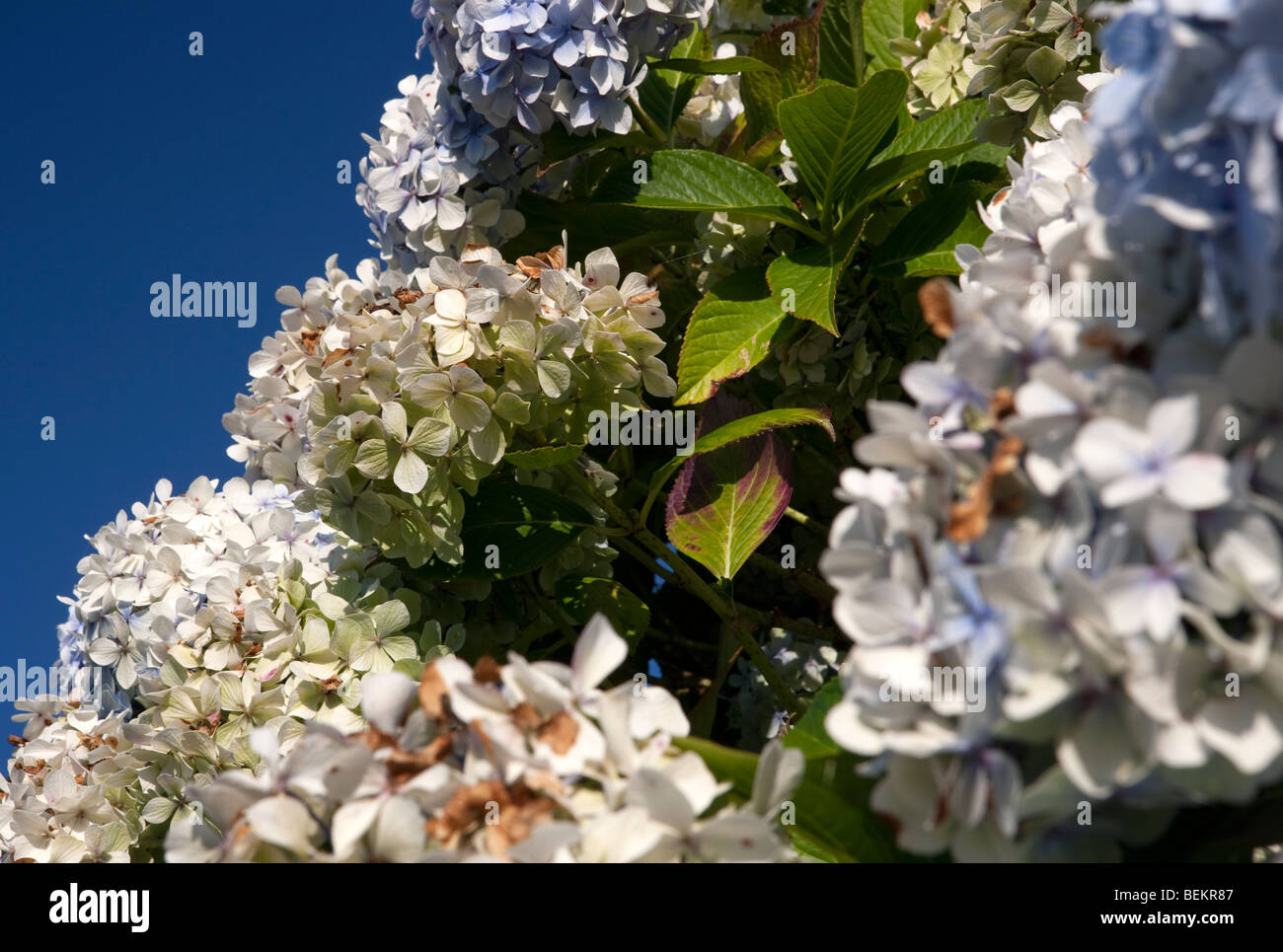 Hydrangea Hortensis. Polruan. Cornwall. England. Europa Stockfoto