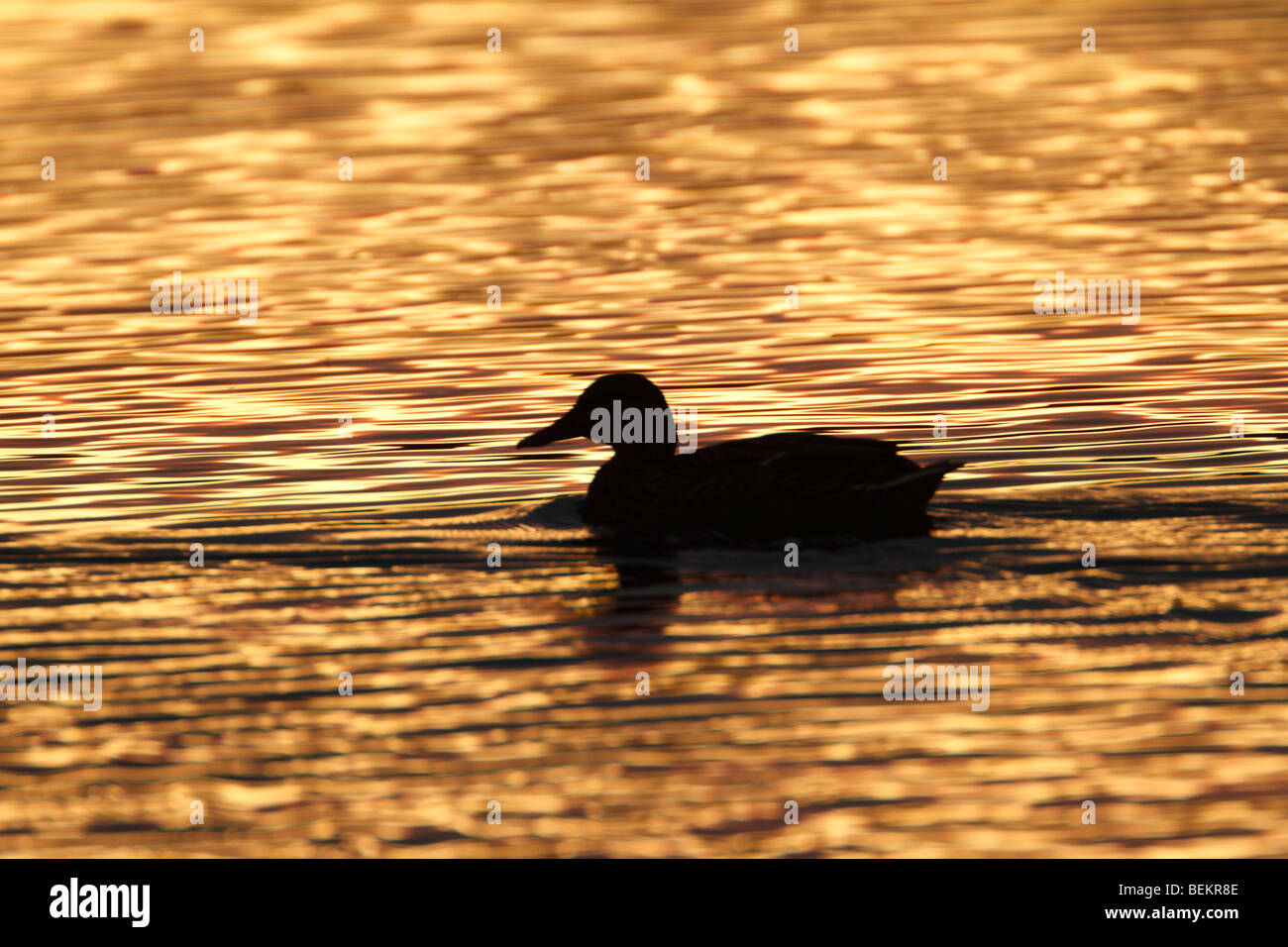 Ente auf dem Wasser bei Sonnenaufgang Stockfoto
