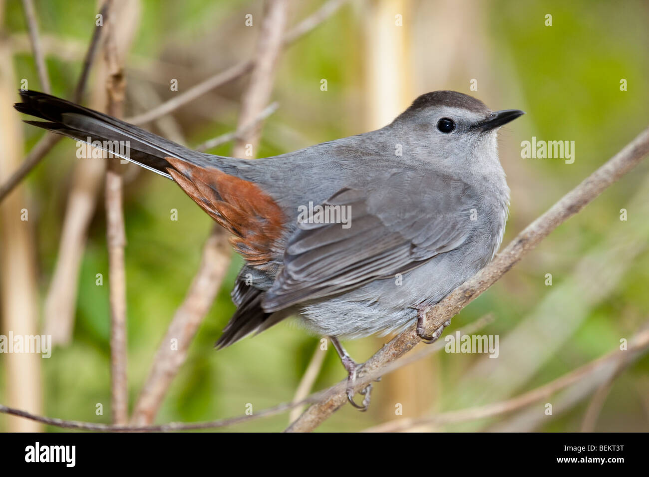 Graues Catbird auf einem Ast in Florida Stockfoto