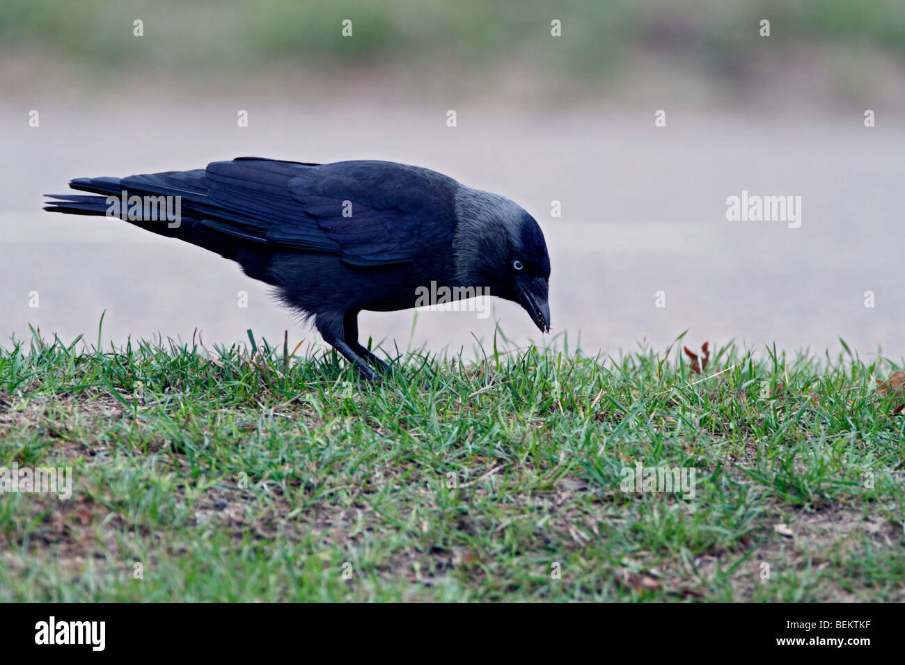 Dohle Corvus monedula Stockfoto
