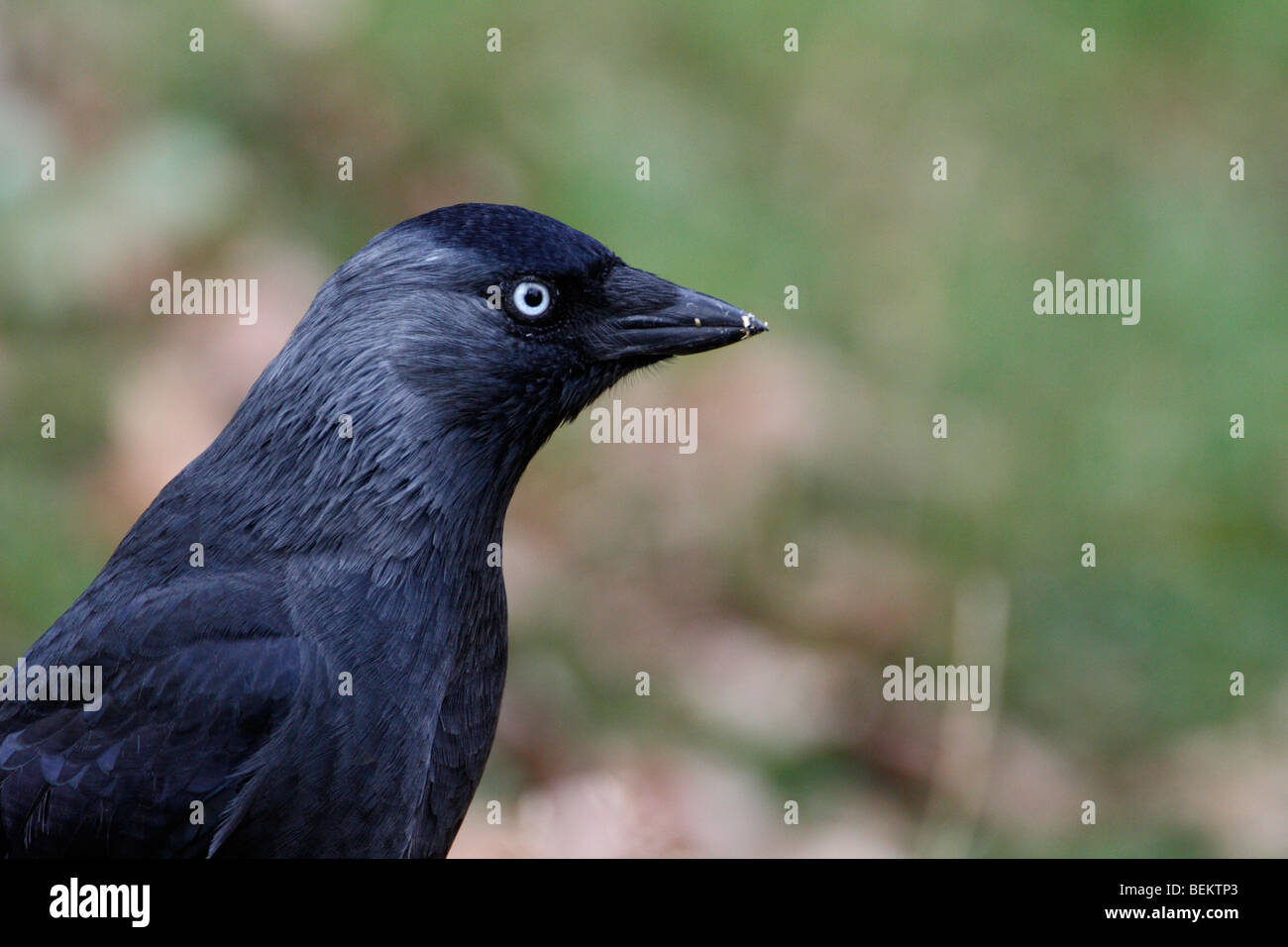 Dohle Corvus monedula Stockfoto