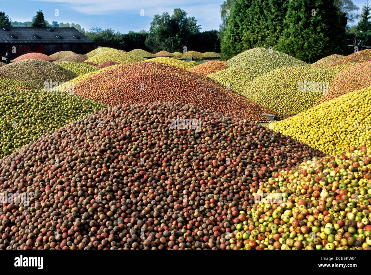 Haufenweise Äpfel geerntet für Apfelwein Herstellung, Normandie, Frankreich Stockfoto