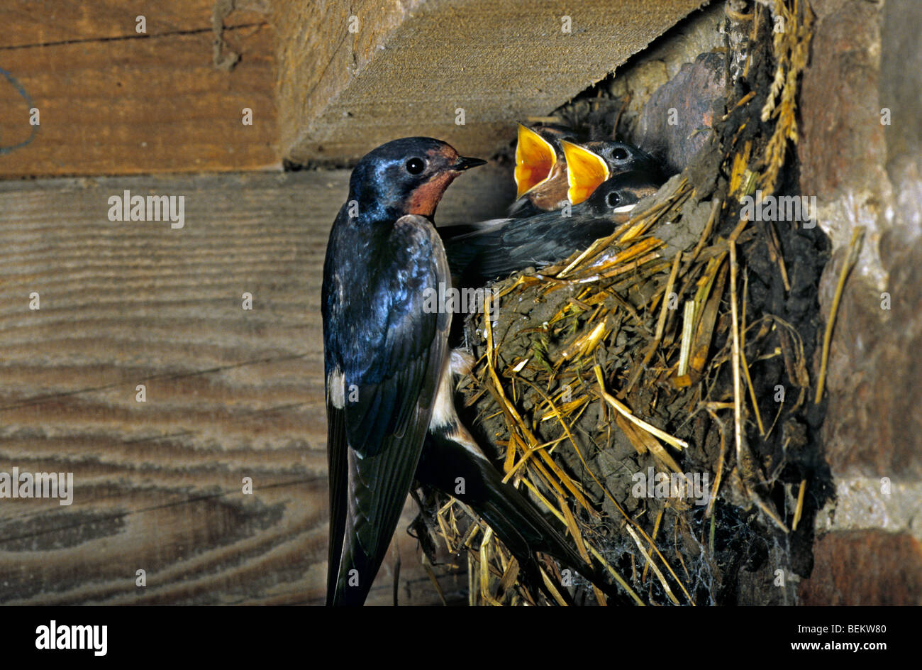 Rauchschwalbe (Hirundo Rustica) Fütterung junge im Nest, Europa Stockfoto