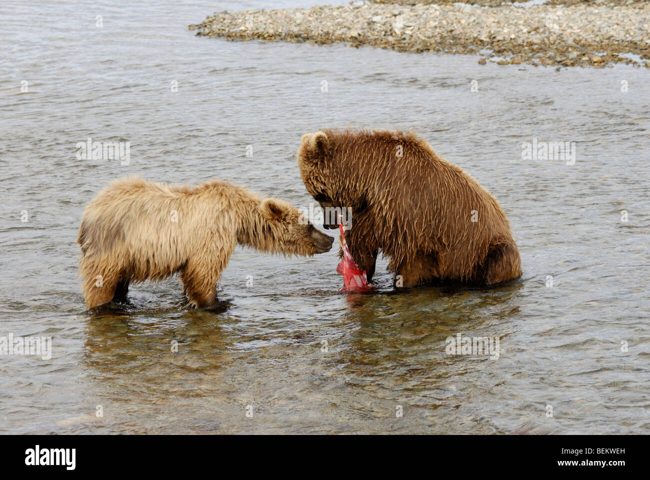 Grizzly cub und Mutter mit Lachs, Katmai National Park, Alaska. Cub ist Betteln Stockfoto