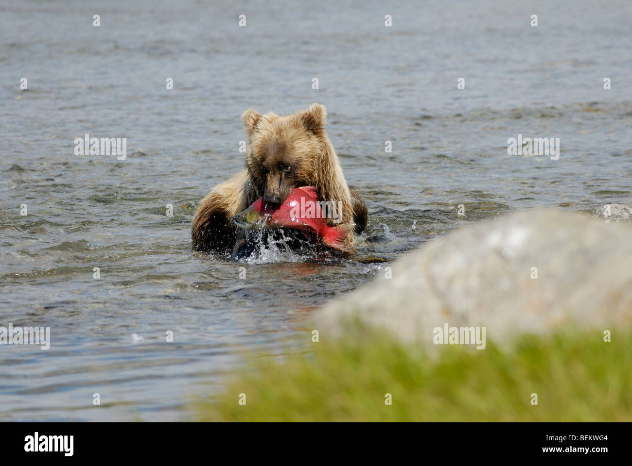 Brauner Bär, Grizzly Bär, Ursus Arctos, Essen einen Lachs, Katmai Nationalpark, Alaska Stockfoto