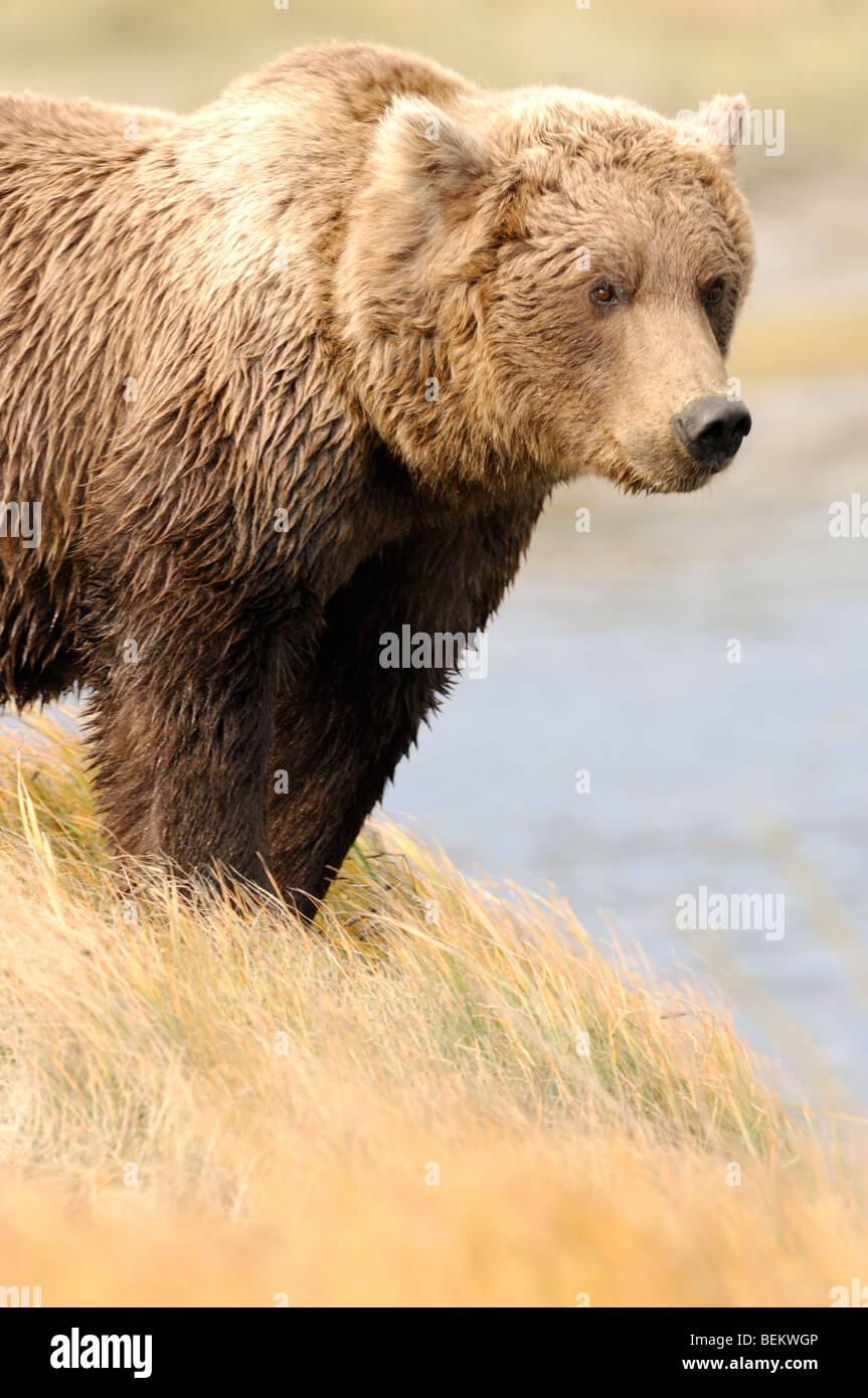 Stock Foto von einer Nahaufnahme Bild ein Alaskan Braunbär steht am Ufer eines Baches, Lake-Clark-Nationalpark. Stockfoto