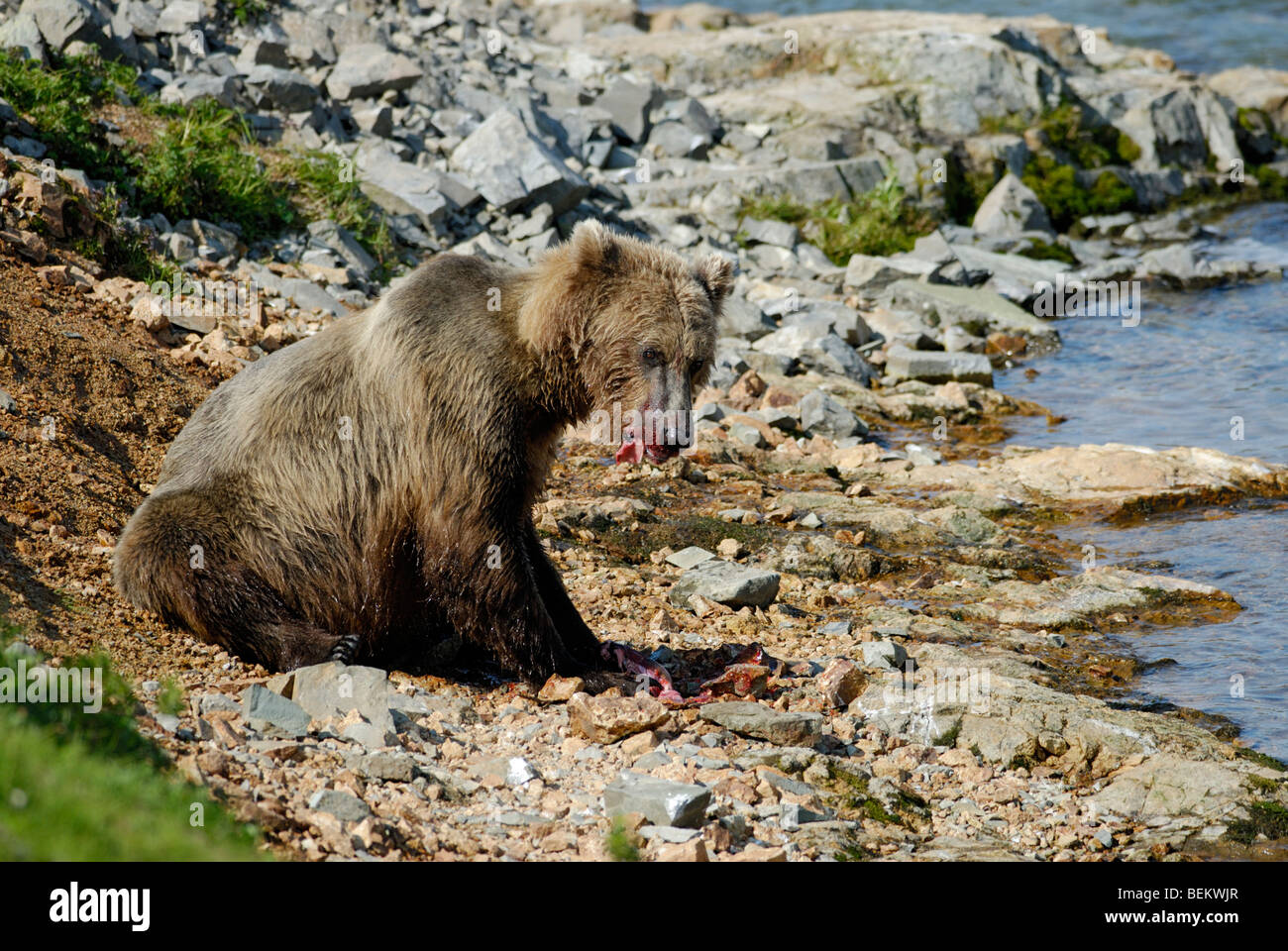 Brauner Bär, Grizzly Bär, Ursus Arctos, einen Lachs zu essen Stockfoto