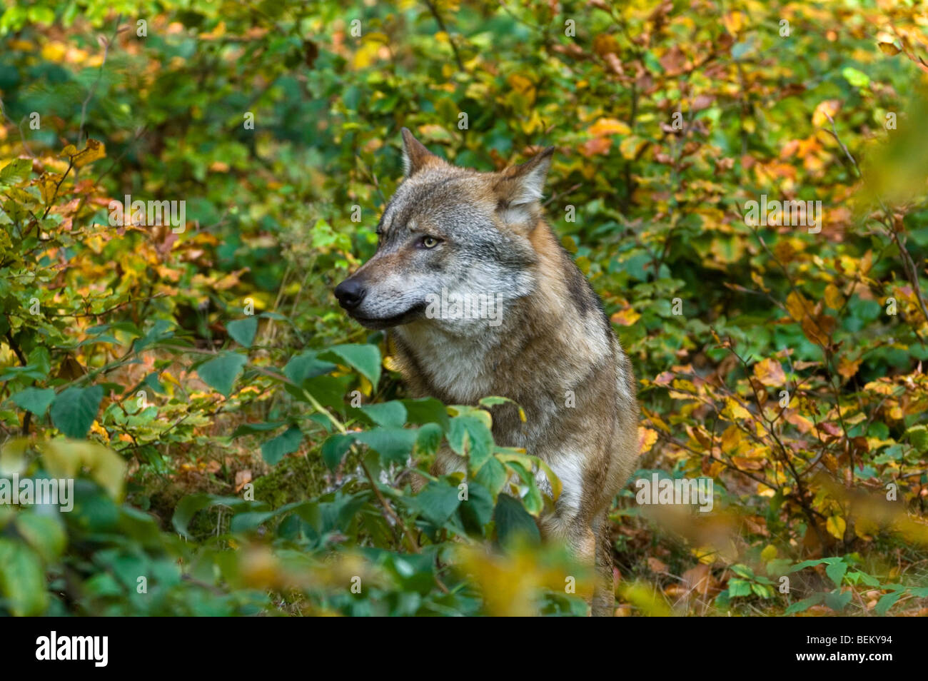 Europäischer Grauwolf (Canis Lupus) im Dickicht Stockfoto