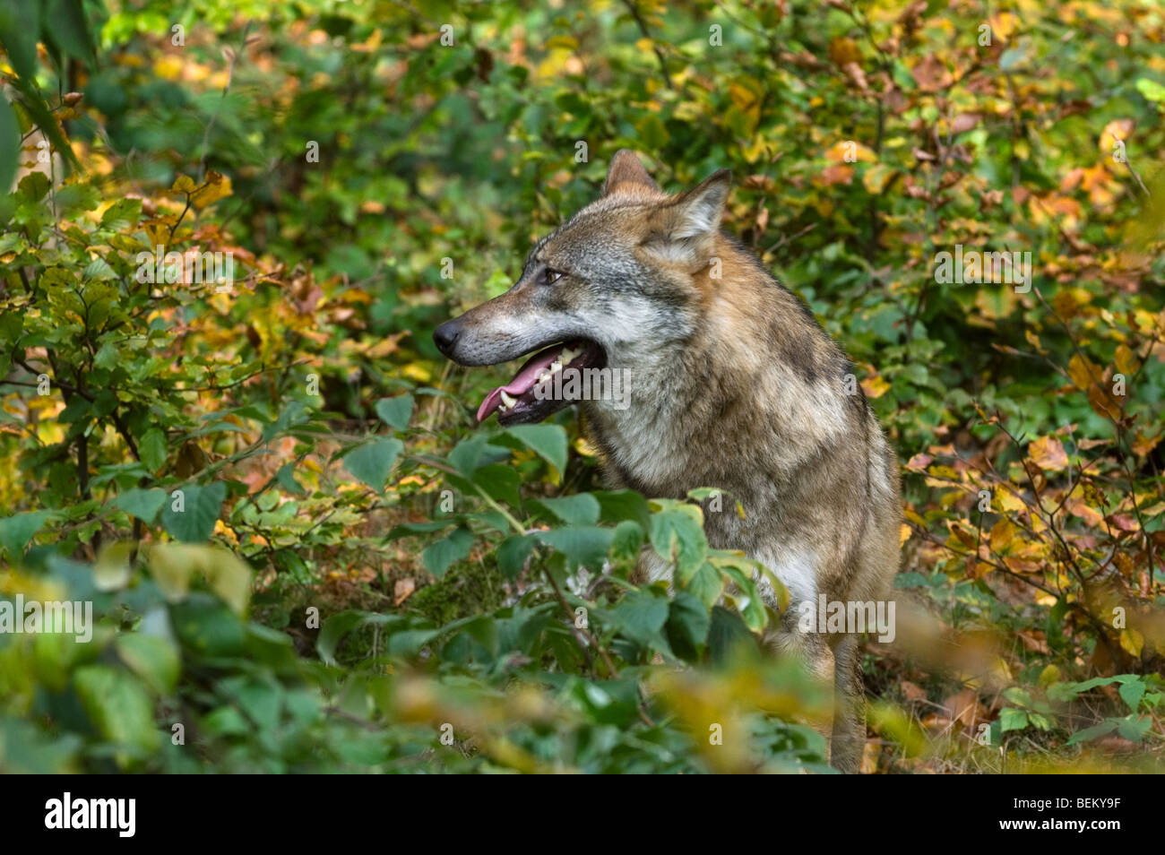 Europäischer Grauwolf (Canis Lupus) im Dickicht Stockfoto