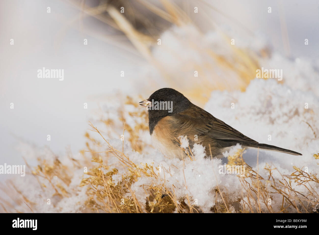 Dunkel-gemustertes Junco (Junco Hyemalis), Erwachsene Oregon Form, Yellowstone-Nationalpark, Wyoming, USA Stockfoto