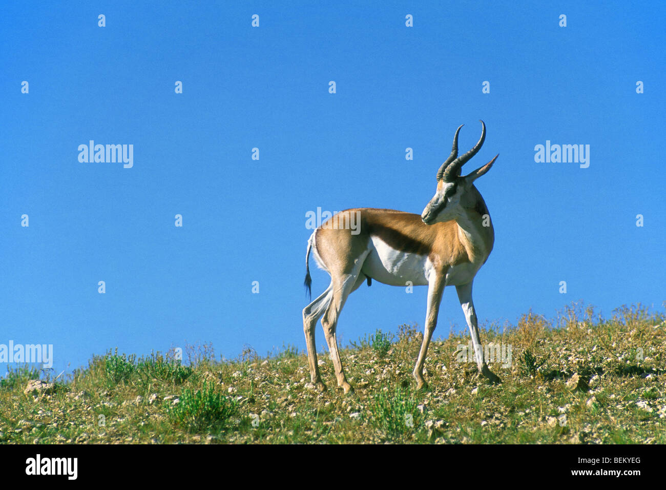 Blick zurück, während Freilegung Wunde im Hals zugefügt von heftigen territorialen Kampf, Kalahari-Wüste, Südafrika Springbock Stockfoto