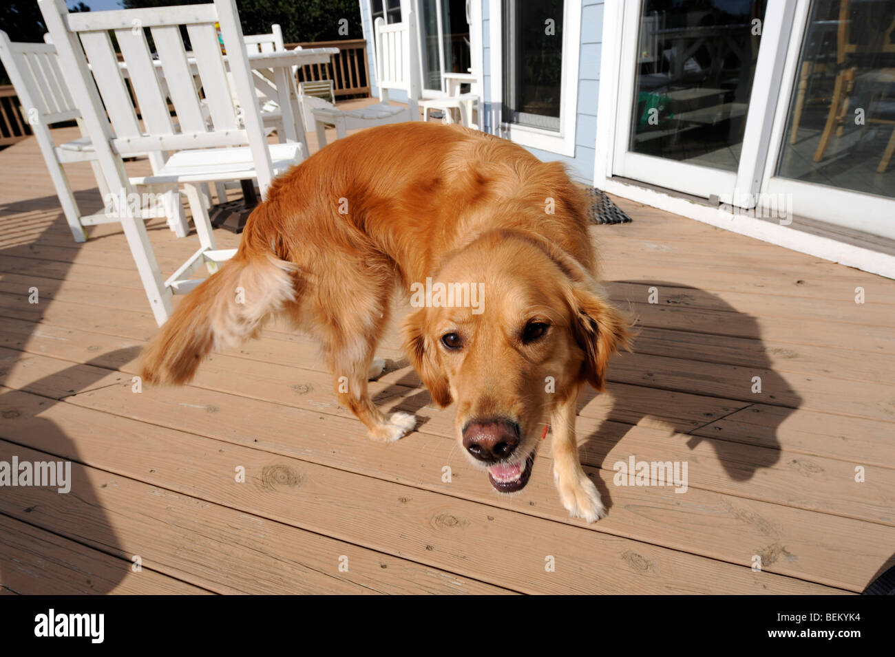 Ein Golden Retriever spielt auf einem Deck in North Carolina OuterBanks. Stockfoto
