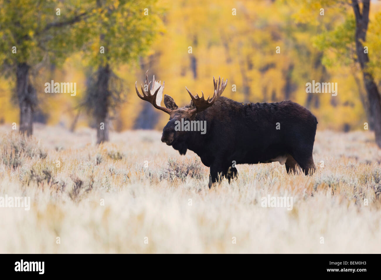 Elch (Alces Alces), Stier, Grand Teton NP, Wyoming, USA Stockfoto