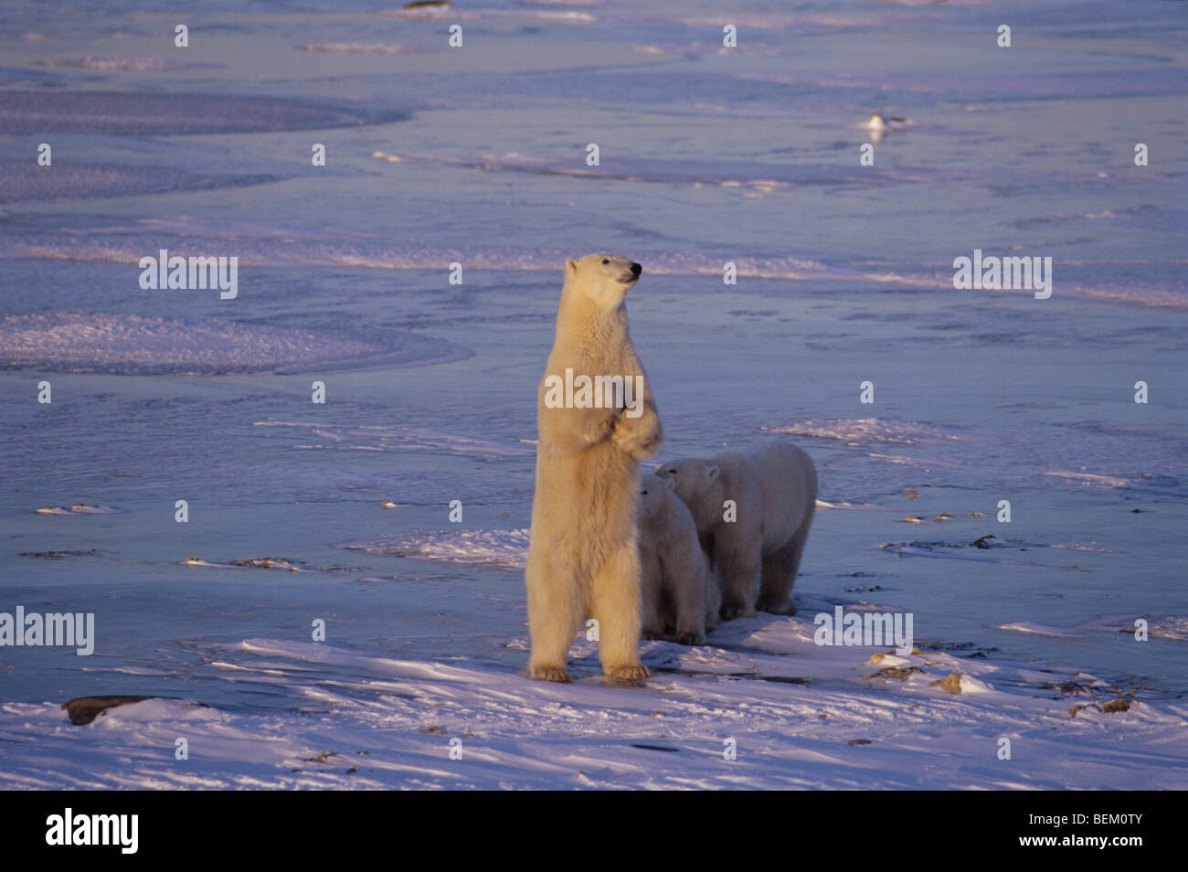 POLAR BEAR CUBS "UND" MUTTER, KANADA Stockfoto