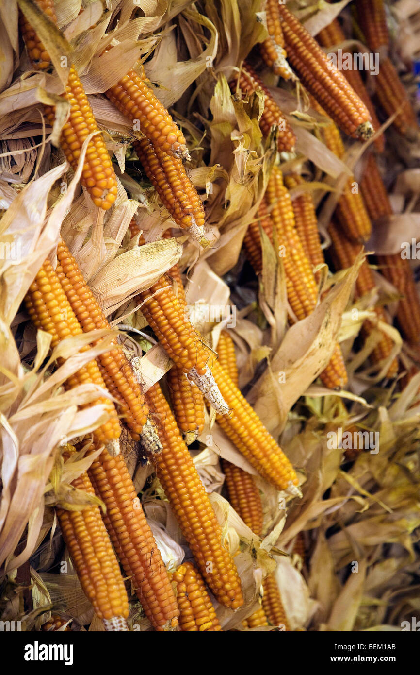 Acht Reihen Mais, Terra Madre fair, Turin, Piemont, Italien Stockfoto