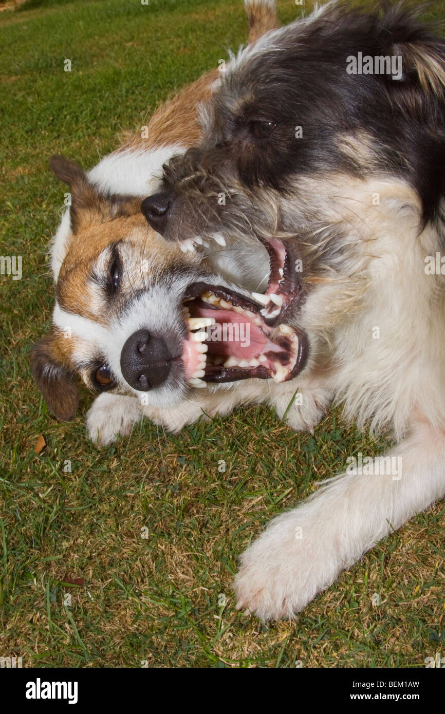 Zwei Jack Russell Terrier spielen im Garten Stockfoto