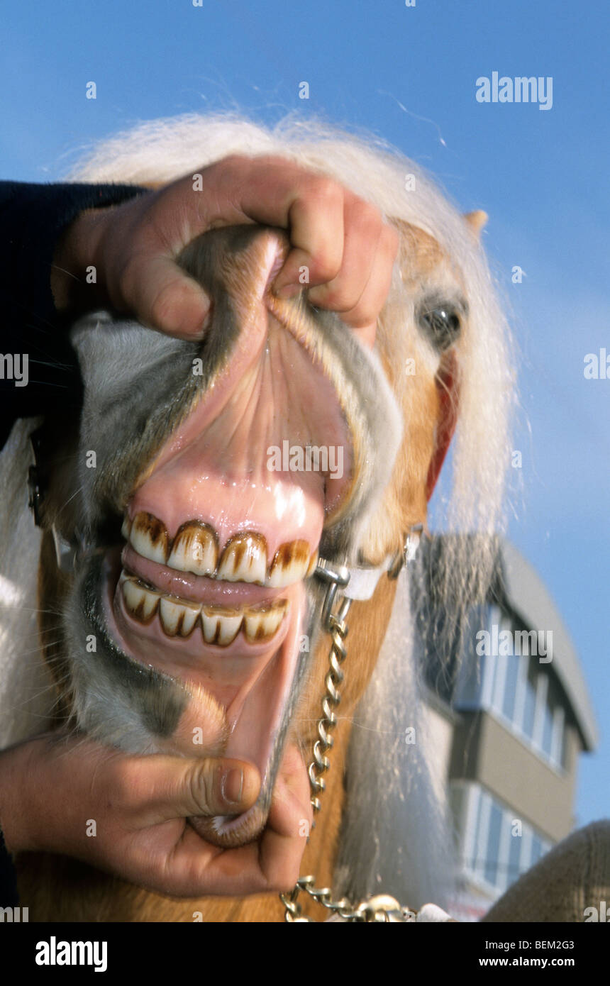 Inspektion der Zähne des Pferdes durch Richter beim Pferd zeigen Ausstellung Stockfoto