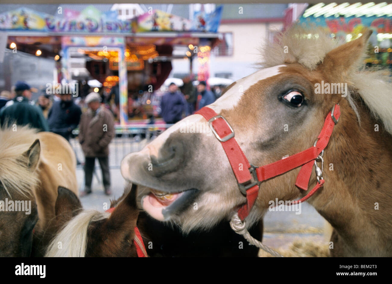 Vieh-Händler und Nahaufnahme von Pferd zu Pferd Messe Stockfoto