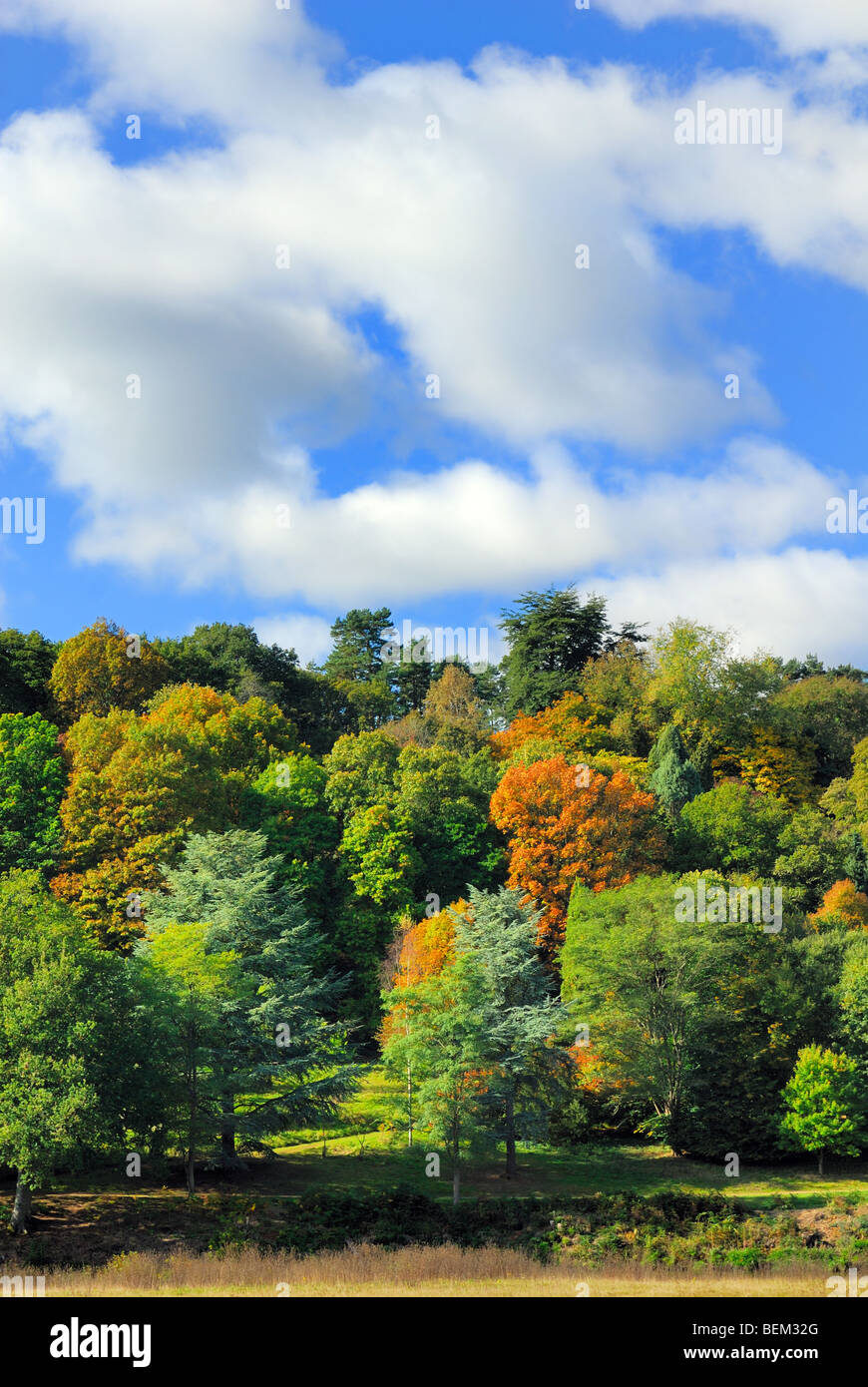 Surrey Landschaft im Herbst Stockfoto