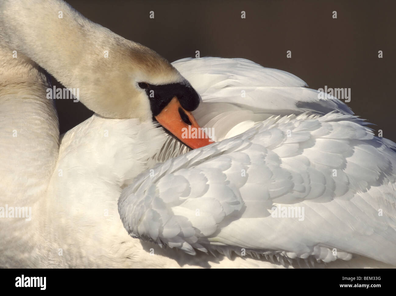 Höckerschwan (Cygnus Olor) Federn putzen Stockfoto