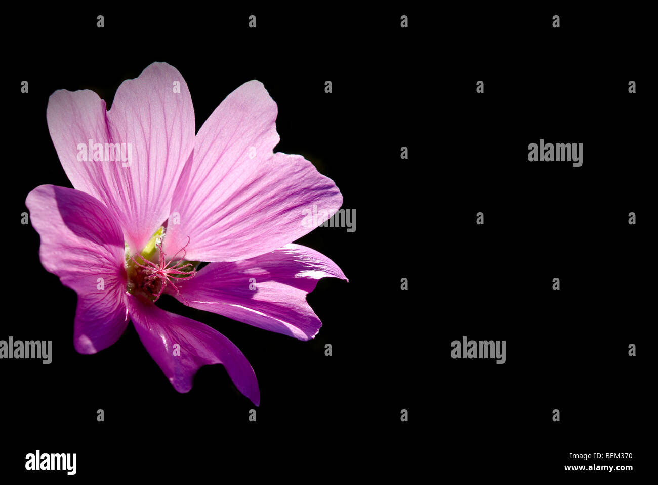 Ein Schnitt aus einem rosa Moschusmalve Blume Stockfoto