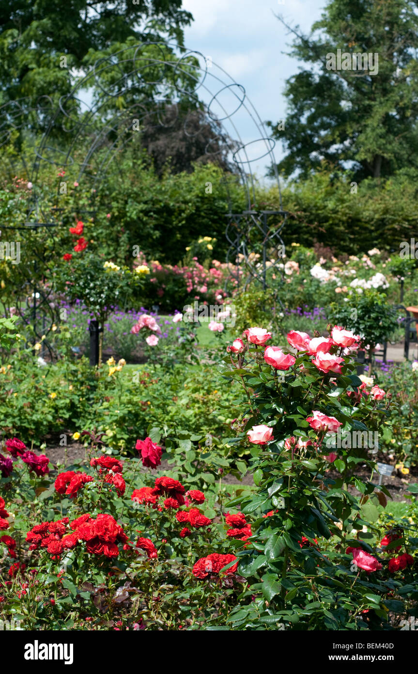 Rosengarten mit Rosa Erinnerung und Rosa Nostalgie SAVARITA Stockfoto