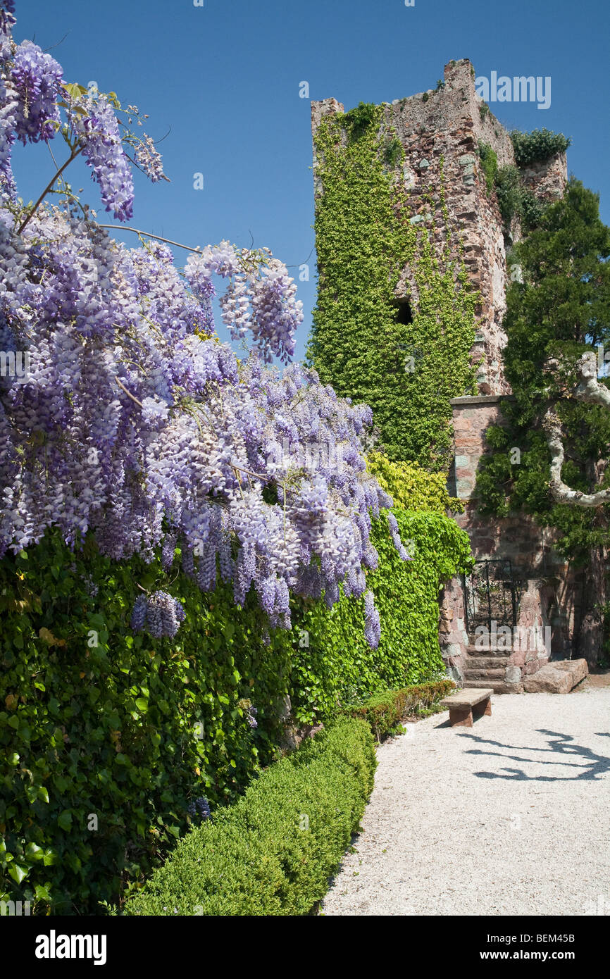 Glyzinien, Chateau Napoule, Provence Stockfoto