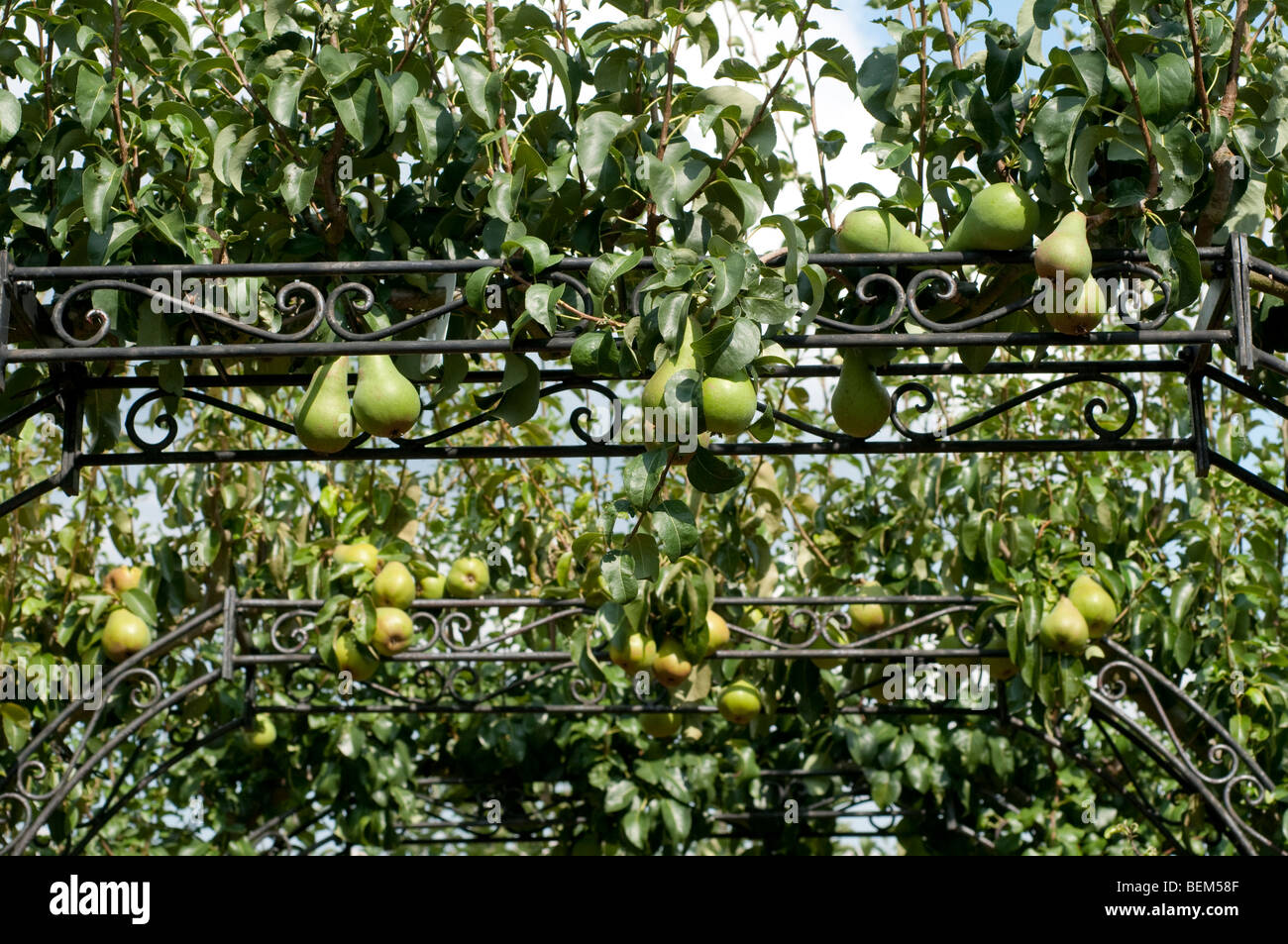 Anbau von Birnen und Äpfel Stockfoto